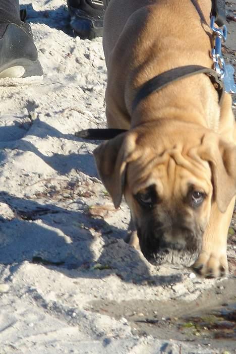 Amerikansk bulldog Hector - Første tur til stranden!! billede 4