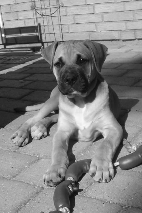 Amerikansk bulldog Hector - Fræk slagterhund!! billede 5