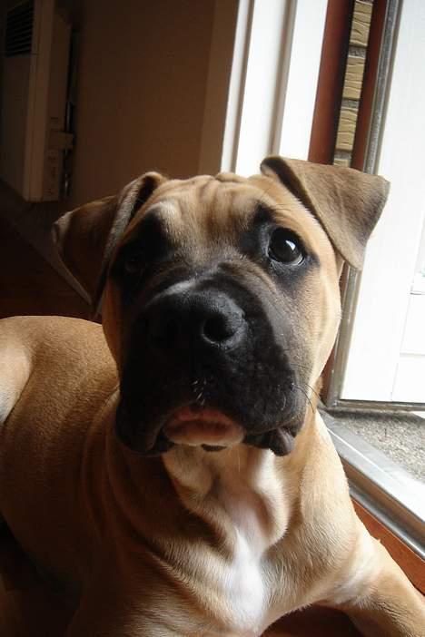 Amerikansk bulldog Hector - Jeg laver aaaldrig ballade ;-D billede 6