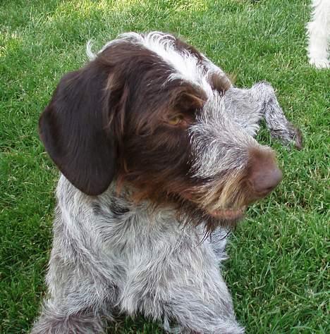 Ruhåret hønsehund Freja. - Den skæggede dame. billede 6