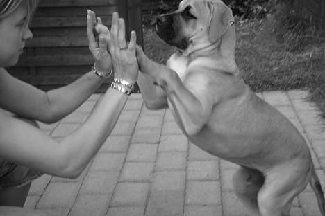 Amerikansk bulldog Hector - Jubii! Nu kan vi gi` ti. billede 7