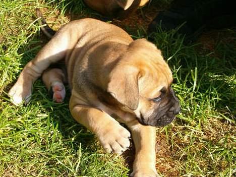 Amerikansk bulldog Hector - 8 uger gammel og på vej hjem til sin nye familie billede 8