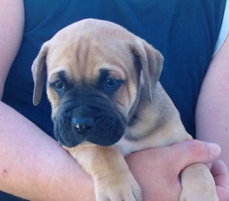 Amerikansk bulldog Hector - 6 uger gammel. billede 9