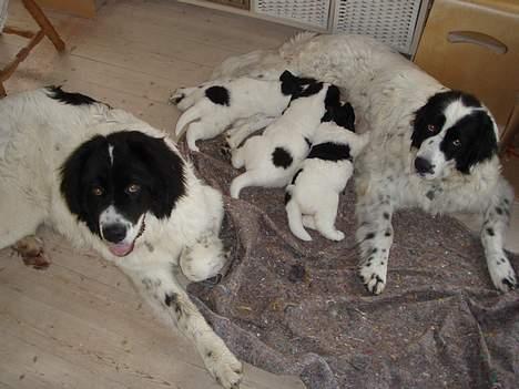 Landseer Smilla billede 1