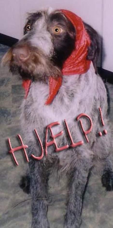 Ruhåret hønsehund Freja. billede 7