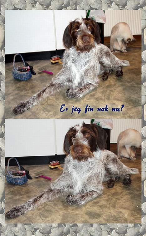 Ruhåret hønsehund Freja. billede 8