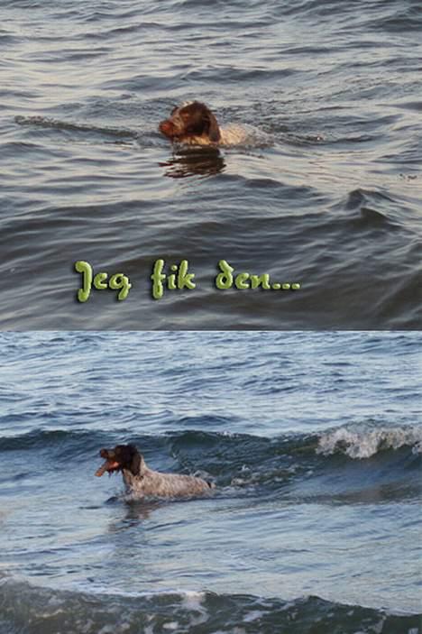 Ruhåret hønsehund Freja. - Vandhund. billede 9