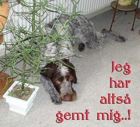 Ruhåret hønsehund Freja. billede 10