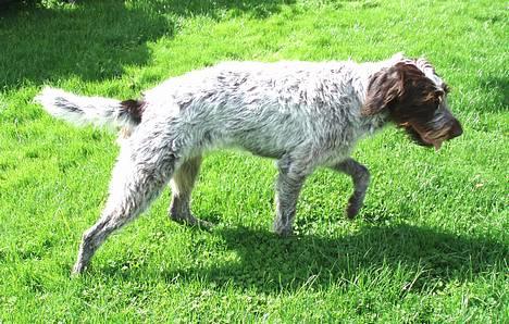 Ruhåret hønsehund Freja. - "Æv, den smuttede." billede 11