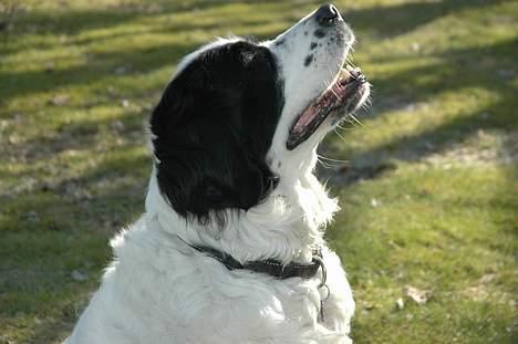 Landseer Smilla billede 3