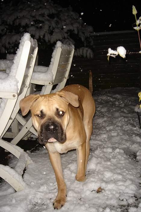 Amerikansk bulldog Hector - Jeg kan da også blinke med det ene øje :-D billede 10