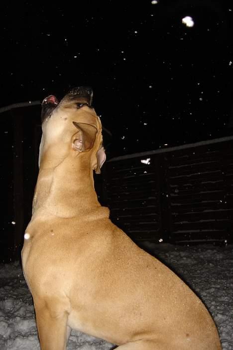 Amerikansk bulldog Hector - De snefnug er svære at fange :-D billede 11