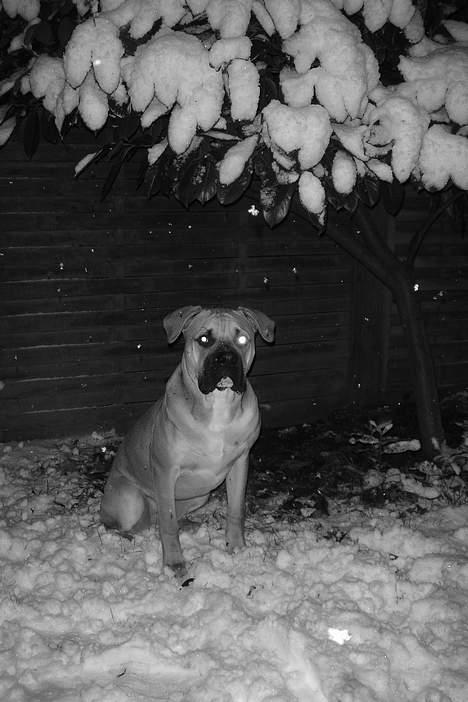 Amerikansk bulldog Hector billede 12