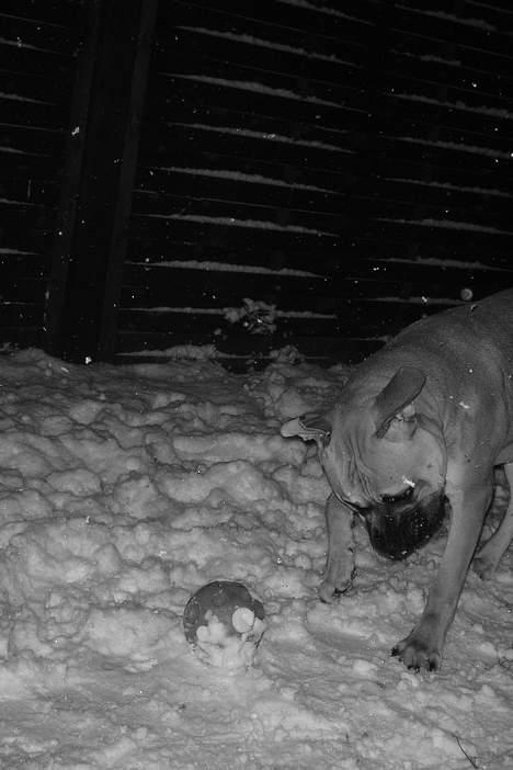 Amerikansk bulldog Hector - Jeg skal nok fange den bold!! billede 13