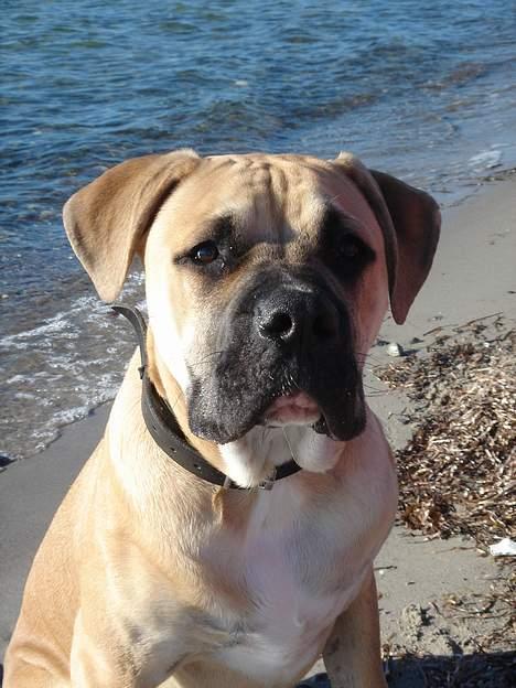 Amerikansk bulldog Hector - Jeg bliver bare her i vandkanten.. billede 14