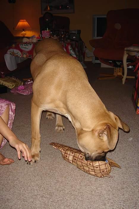 Amerikansk bulldog Hector - Altid dejligt med julegaver!! billede 15