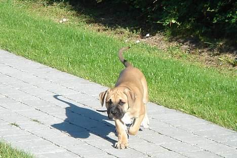 Amerikansk bulldog Hector - Kaldte du?? billede 16