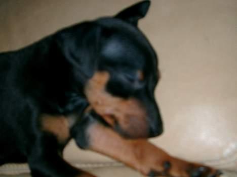 Dvaergpinscher Wiggo - Ak stadig så træt. billede 3