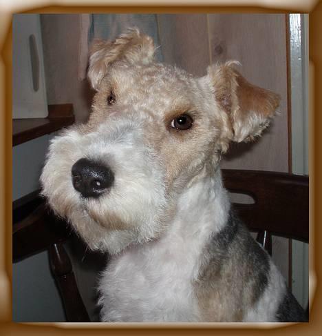 Ruhåret foxterrier Ronja. - "Hej, velkommen til min profil." billede 1
