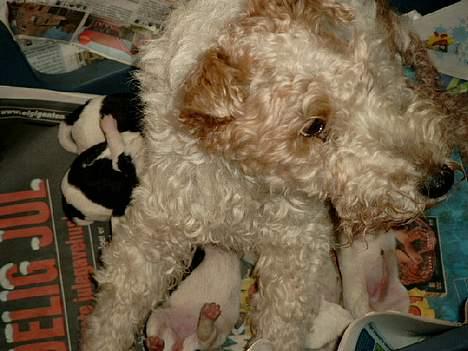 Ruhåret foxterrier Ronja. - Mor, Frigg med mine søskende og mig. billede 2