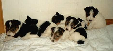 Ruhåret foxterrier Ronja. - Mine søskende og mig. - Det er mig, der kikker frem i midten... billede 3