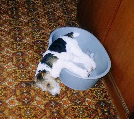 Ruhåret foxterrier Ronja. - "Min første dag i Amtoft. - Jeg var TRÆT..!" billede 4