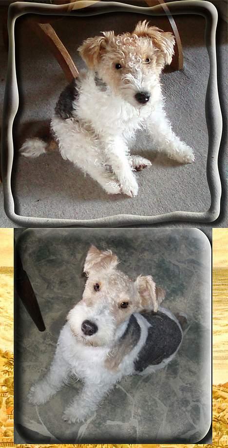 Ruhåret foxterrier Ronja. - Før og efter klipning i august. billede 5