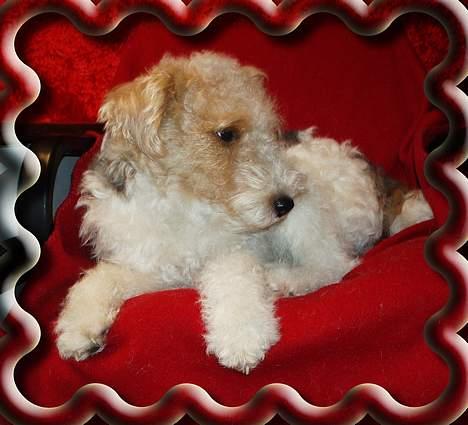 Ruhåret foxterrier Ronja. - Fløjlsvovse. :) billede 6