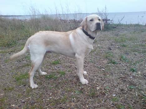 Labrador retriever simba (el conquestador) billede 3