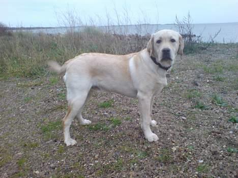 Labrador retriever simba (el conquestador) billede 4
