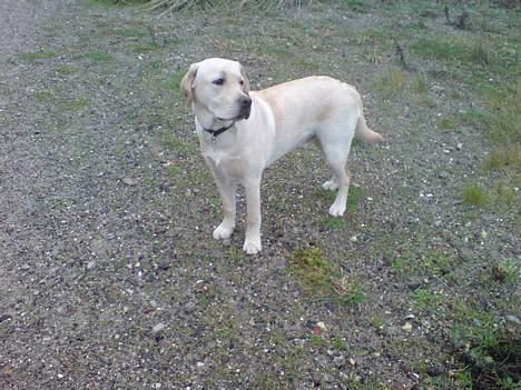 Labrador retriever simba (el conquestador) billede 5