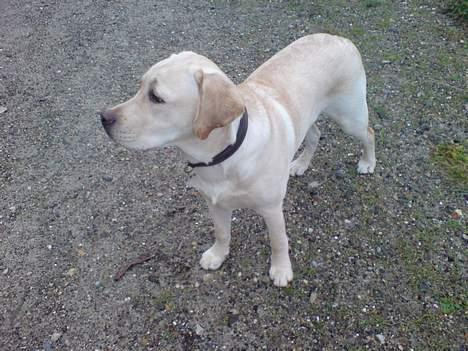 Labrador retriever simba (el conquestador) billede 6