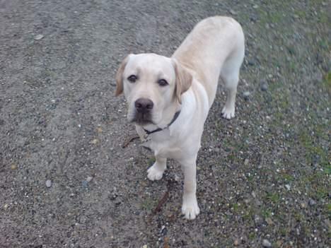 Labrador retriever simba (el conquestador) billede 7