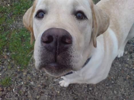 Labrador retriever simba (el conquestador) billede 8