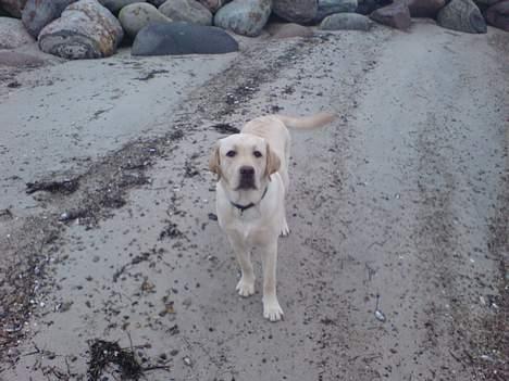 Labrador retriever simba (el conquestador) billede 9