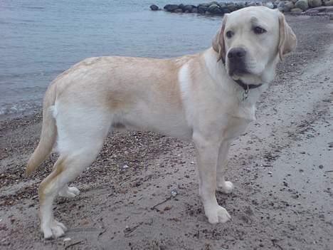 Labrador retriever simba (el conquestador) billede 10