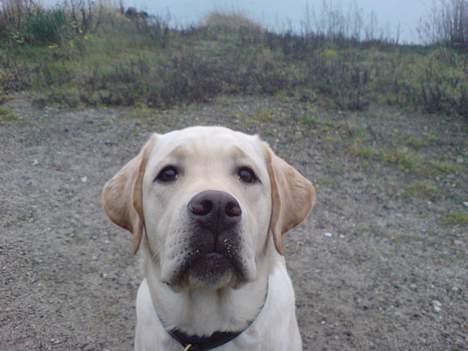 Labrador retriever simba (el conquestador) billede 11