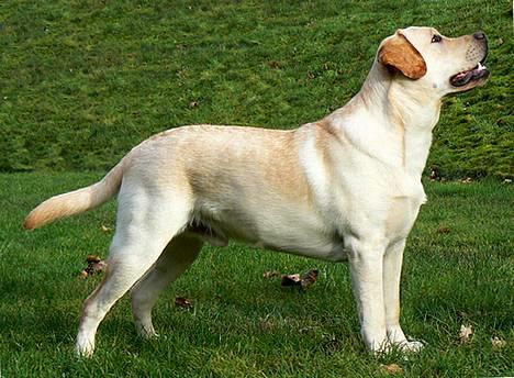 Labrador retriever simba (el conquestador) billede 12