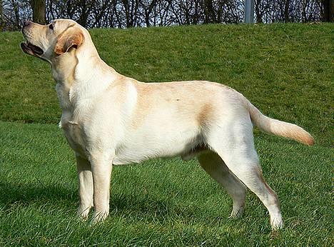 Labrador retriever simba (el conquestador) billede 13