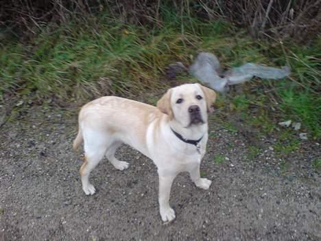Labrador retriever simba (el conquestador) billede 14