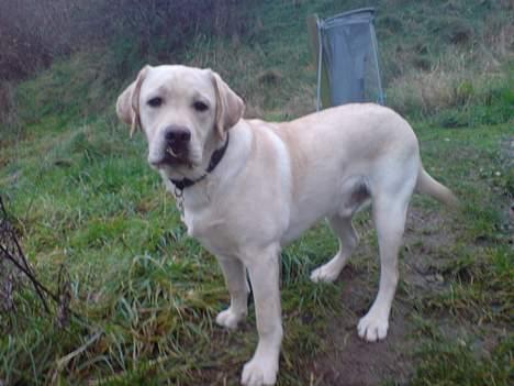 Labrador retriever simba (el conquestador) billede 15