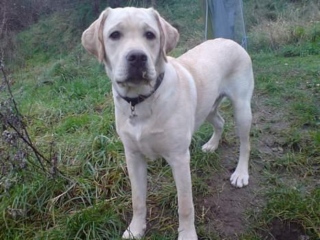 Labrador retriever simba (el conquestador) billede 16