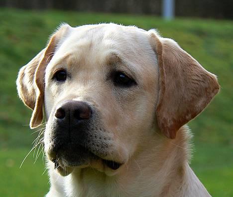 Labrador retriever simba (el conquestador) billede 17