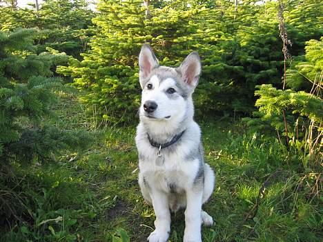 Alaskan malamute Chewie **Død feb 07** - Chewie 16 uger og atter i hundeskoven billede 13