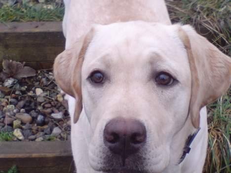 Labrador retriever simba (el conquestador) billede 18