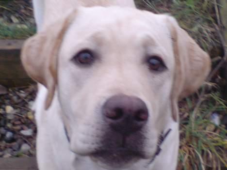 Labrador retriever simba (el conquestador) billede 19