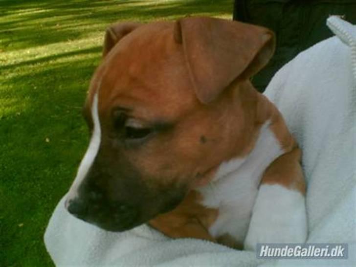 Amerikansk staffordshire terrier Sexy billede 1