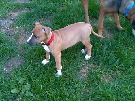 Amerikansk staffordshire terrier Sexy billede 2