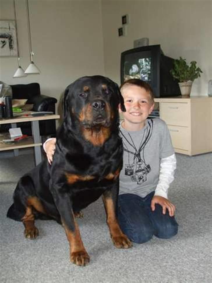 Rottweiler Marco´s Rico billede 2