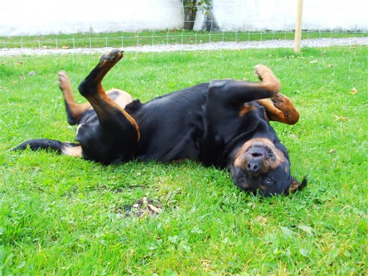 Rottweiler Marco´s Rico - total hygge billede 3